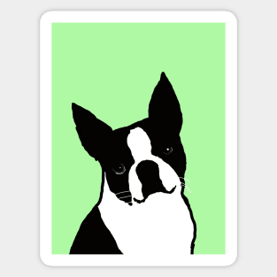 Boston terrier Sticker